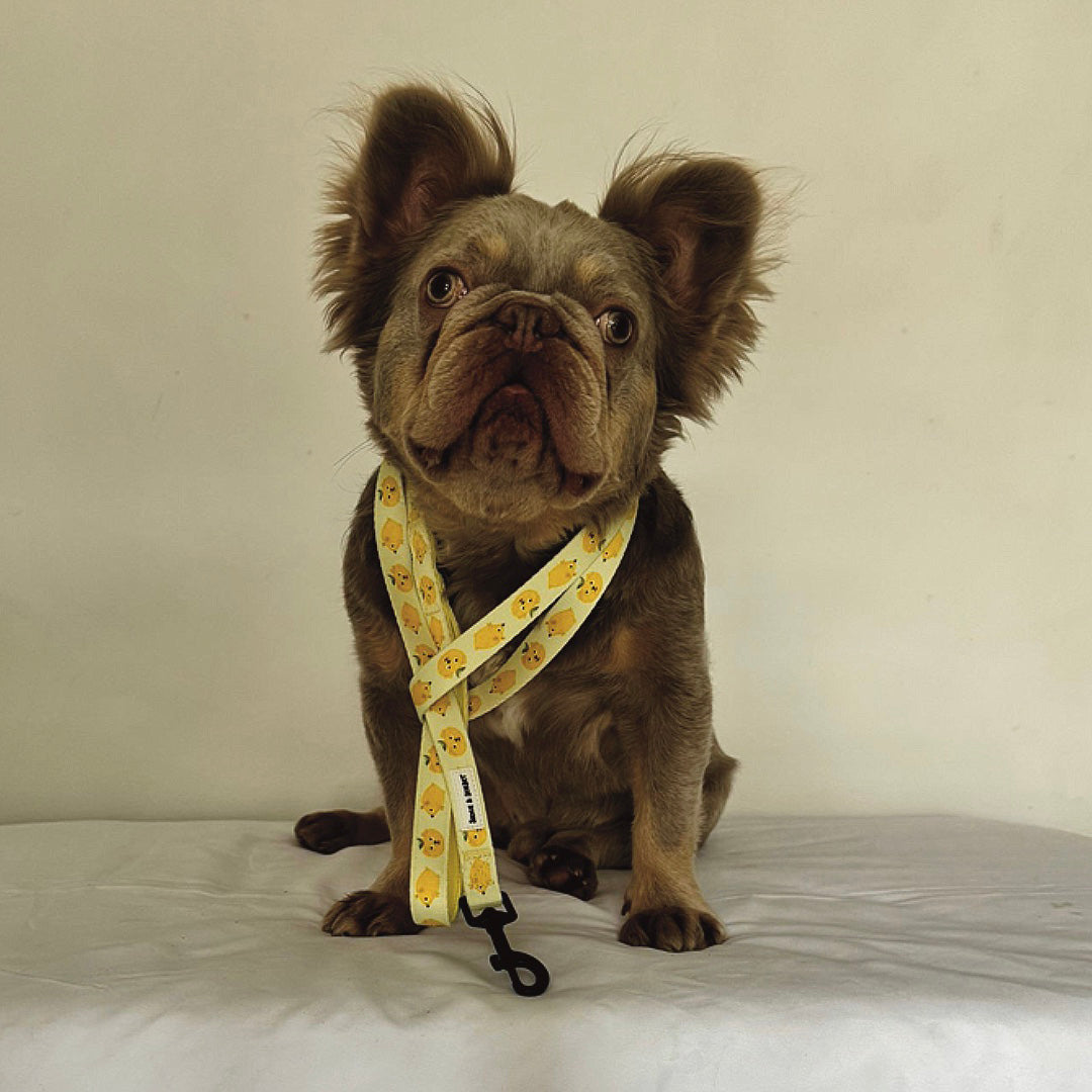 Lemon Dog Lead