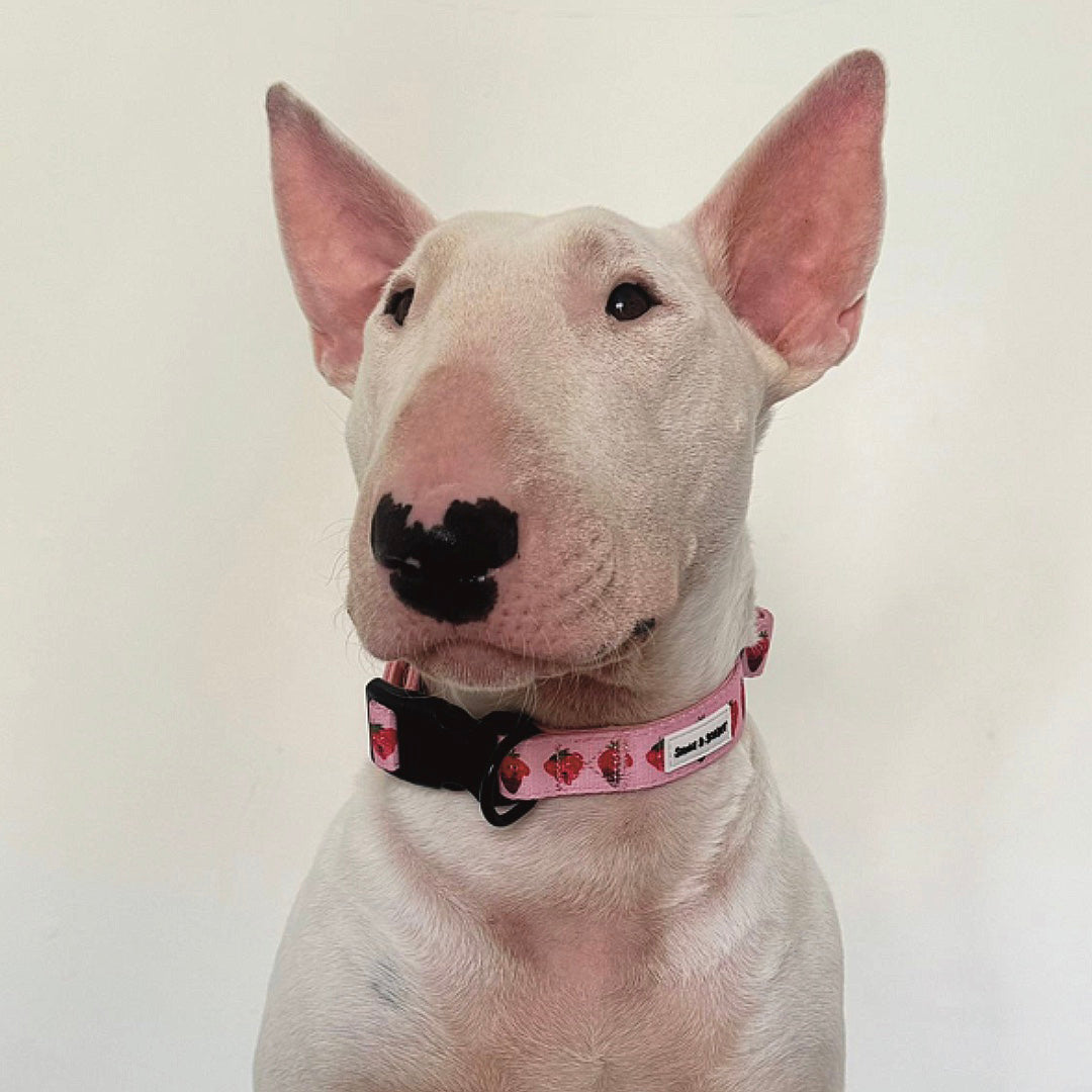 Strawberry Adjustable Dog Collar