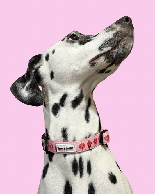 Strawberry Adjustable Dog Collar