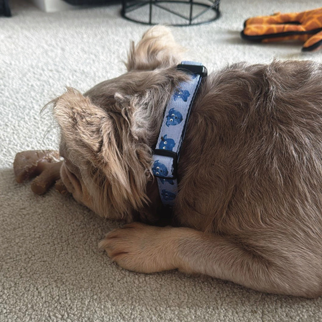 Blueberry Adjustable Dog Collar