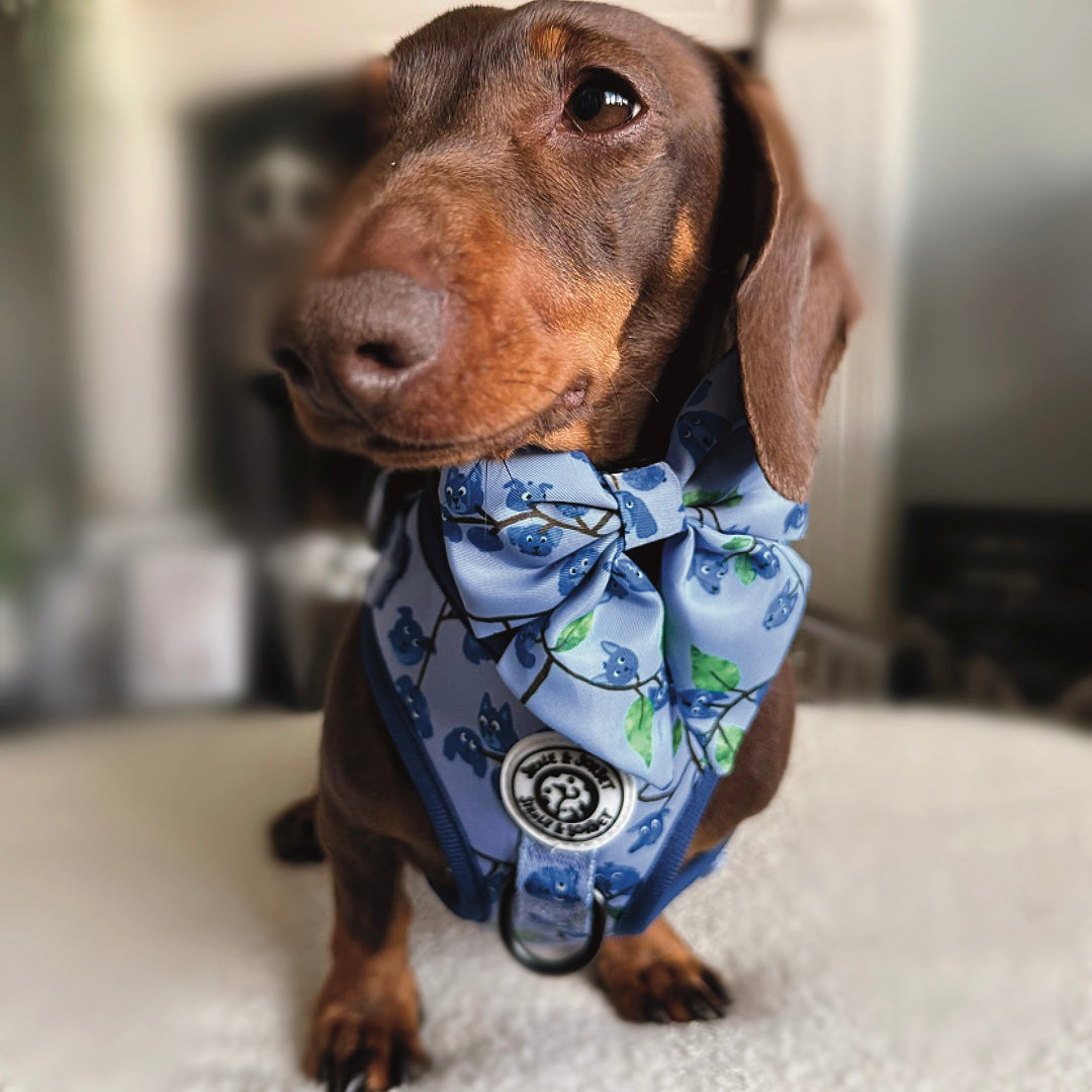 Blueberry Adjustable Harness