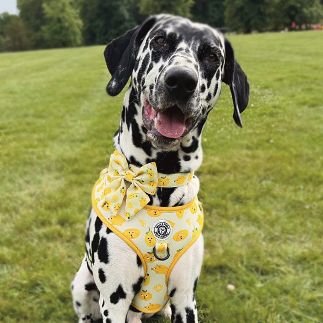 Lemon Adjustable Harness