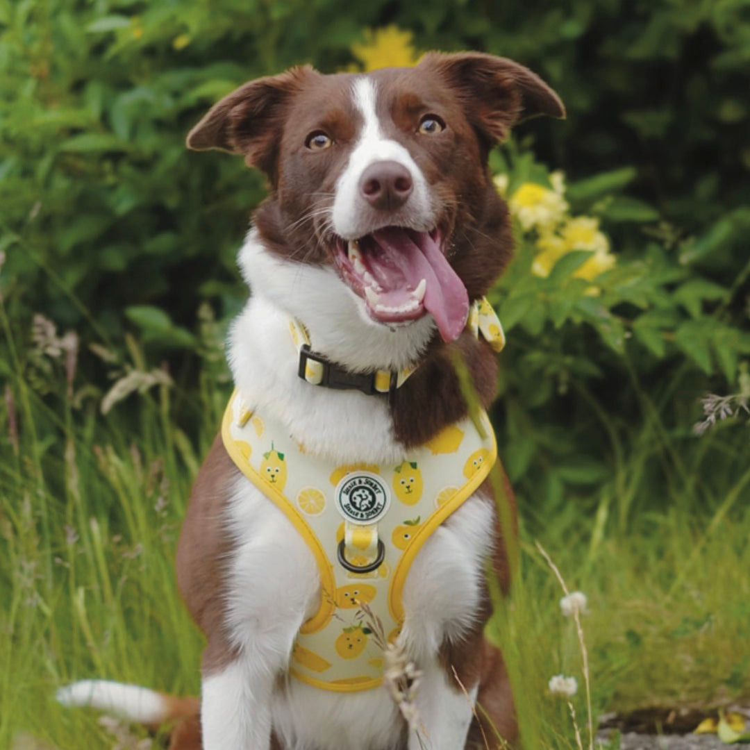Lemon Adjustable Harness