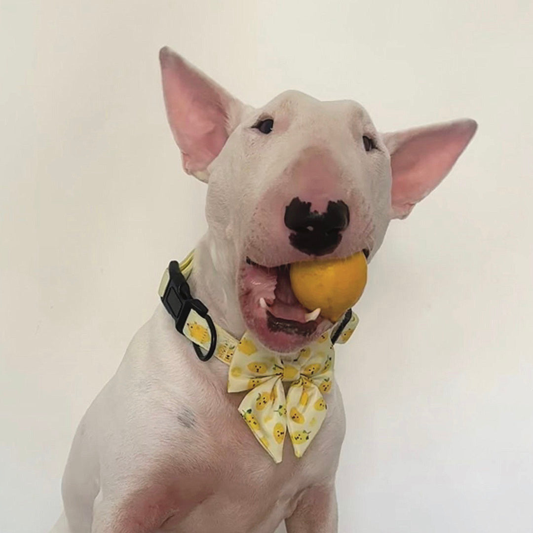 Lemon Adjustable Dog Collar