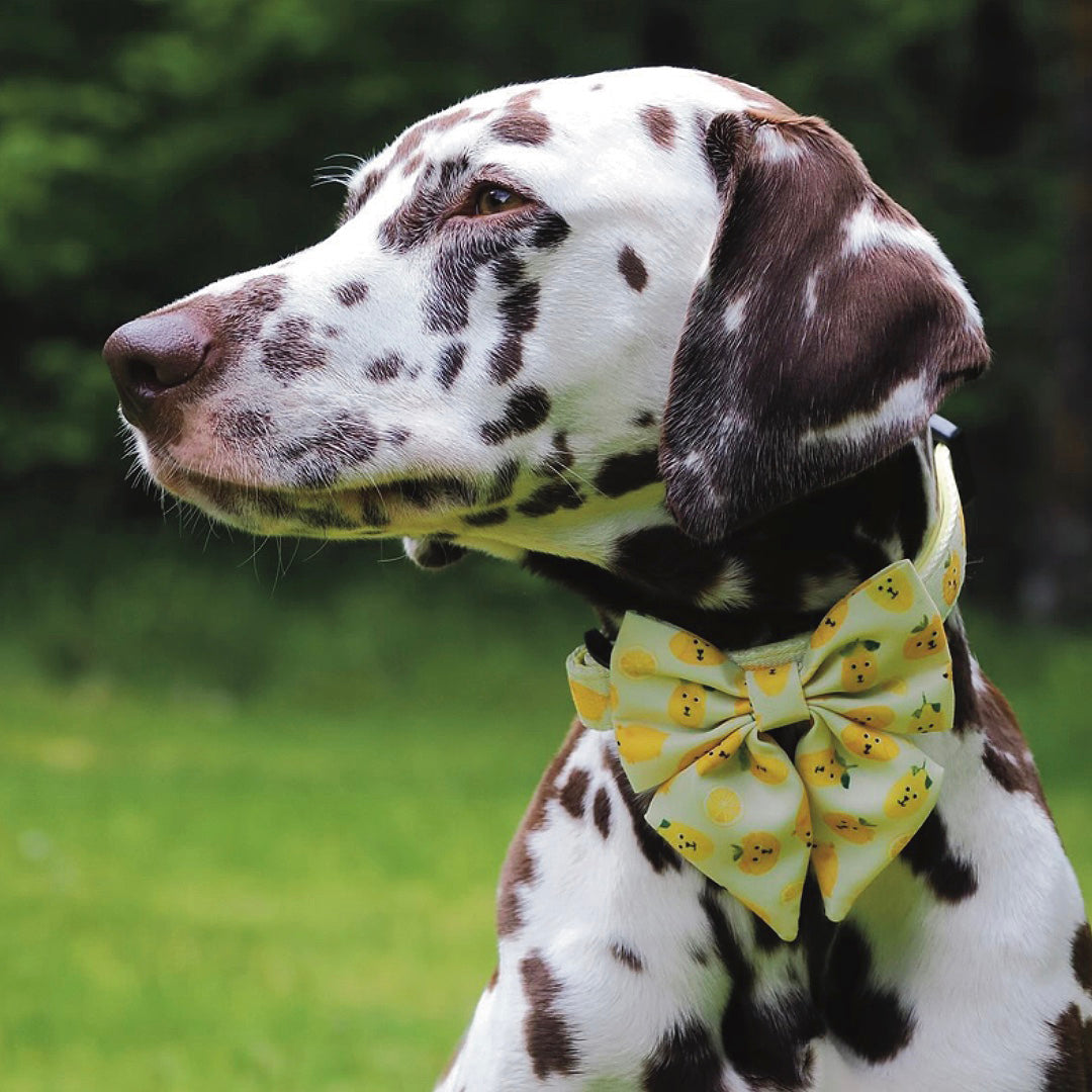 Lemon Sailor Bow