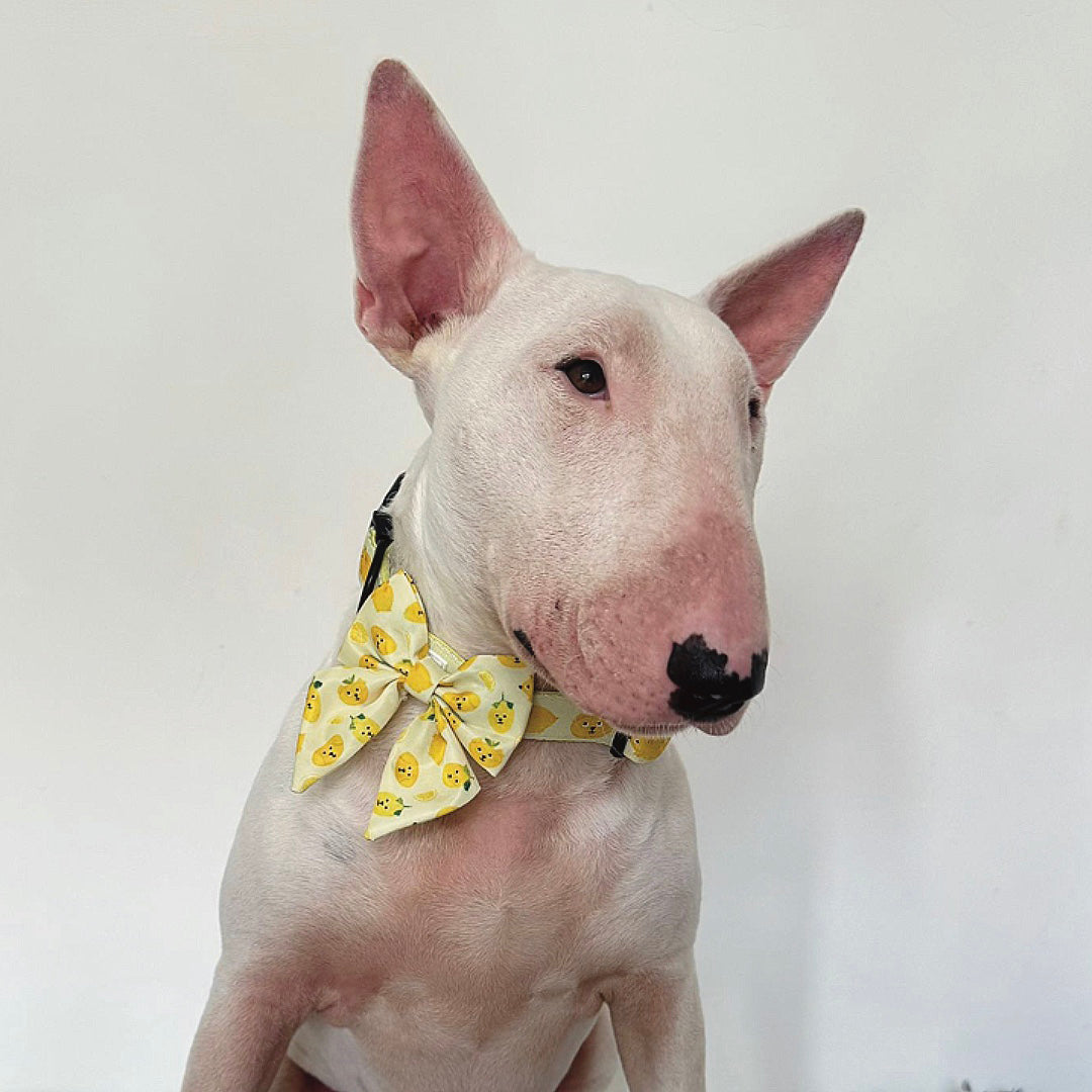 Lemon Sailor Bow
