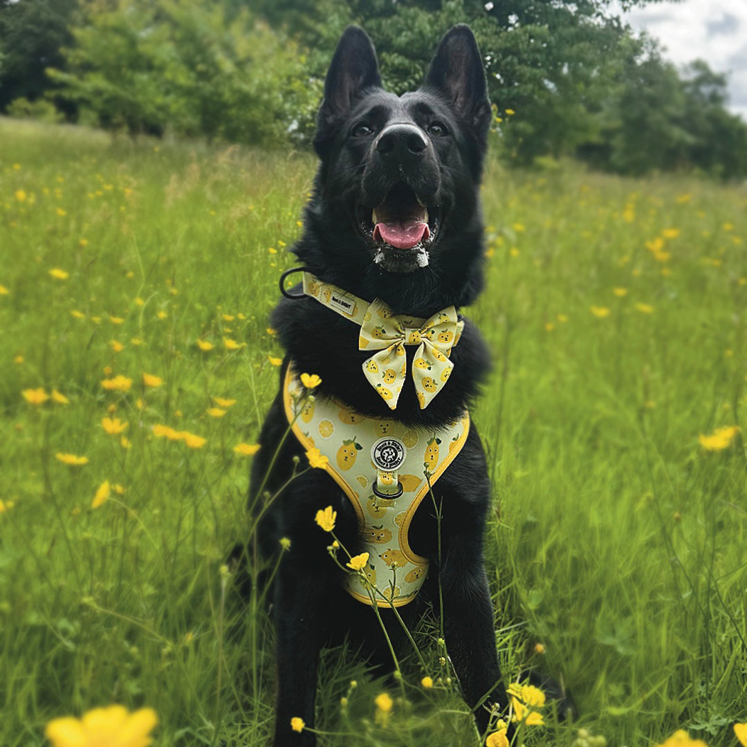 Lemon Adjustable Harness