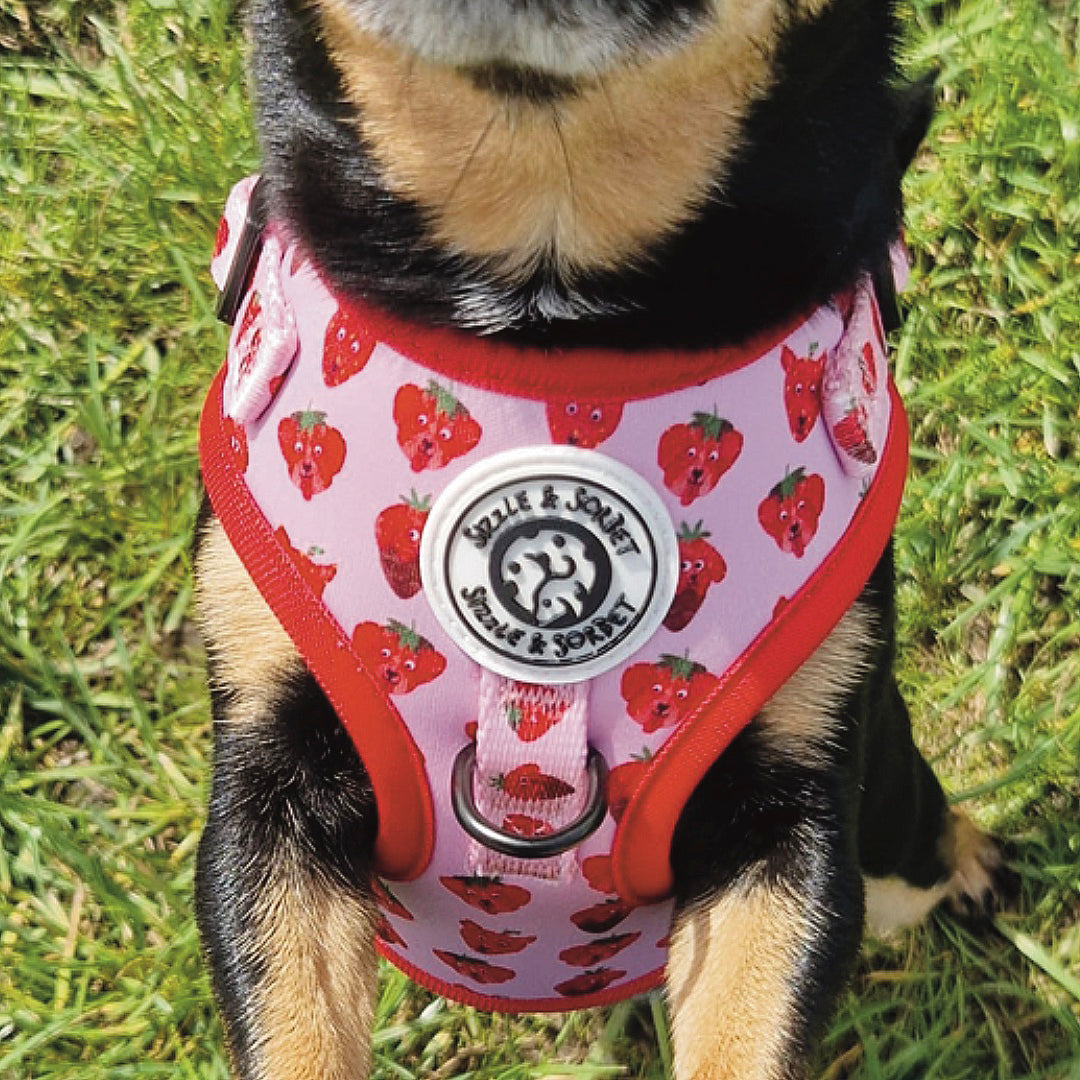 Strawberry Adjustable Harness