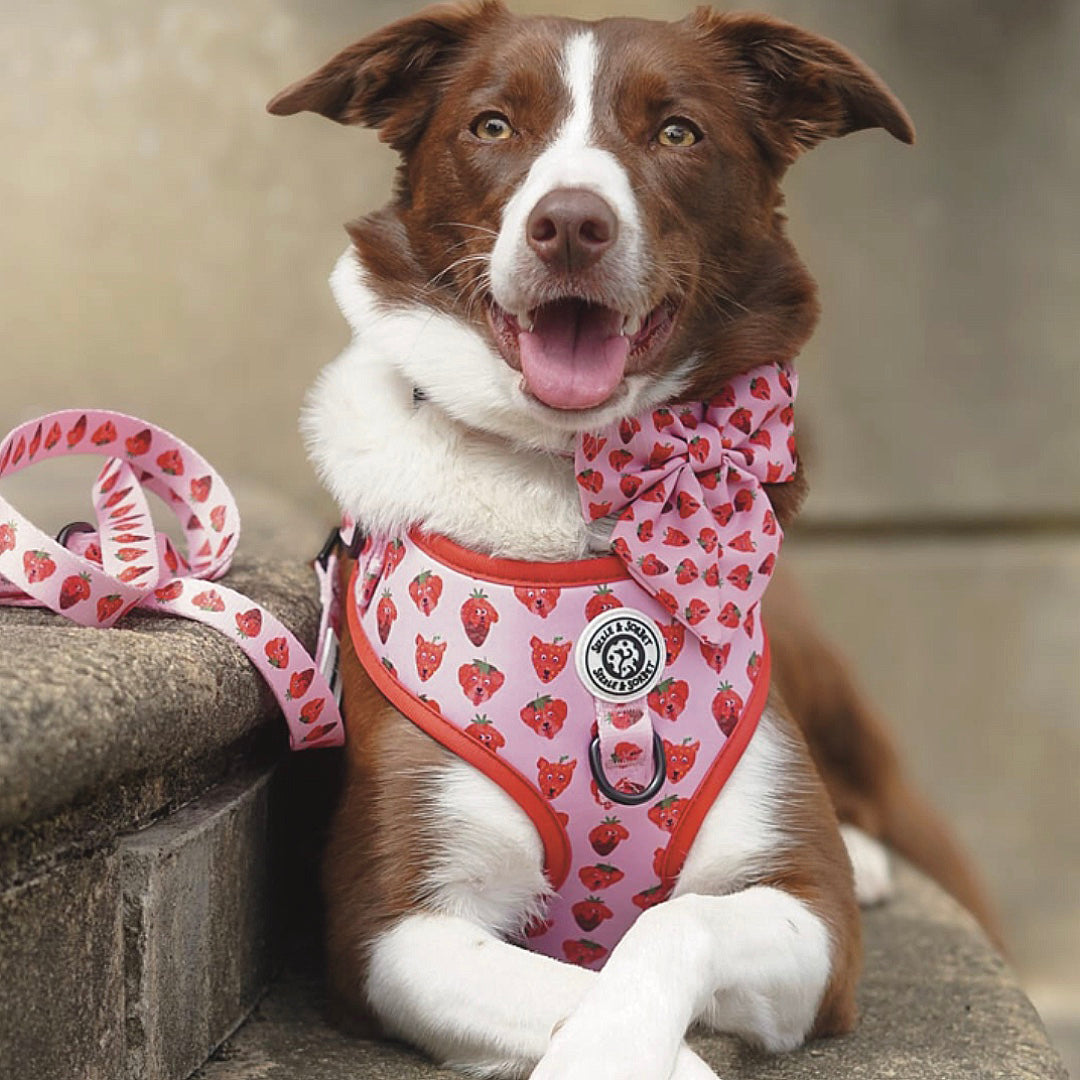 Strawberry Adjustable Harness