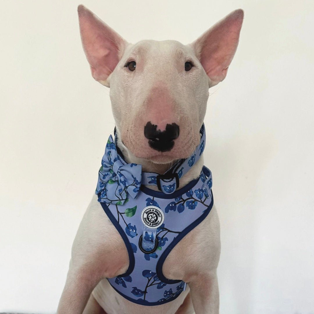 Blueberry Adjustable Harness