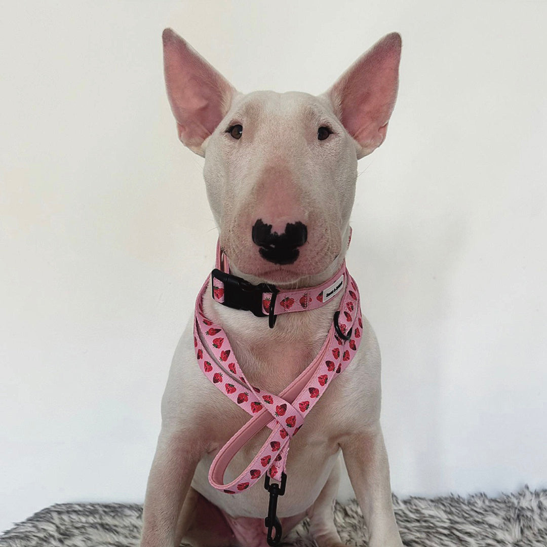 Strawberry Dog Lead