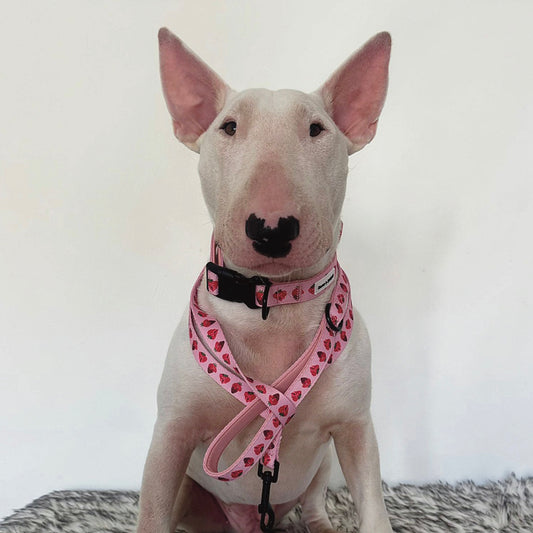 Strawberry Dog Lead
