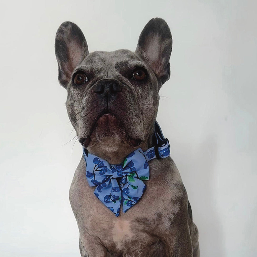 Blueberry Adjustable Dog Collar
